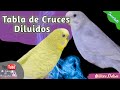 Los Diluidos y su Tabla de Cruces 👌