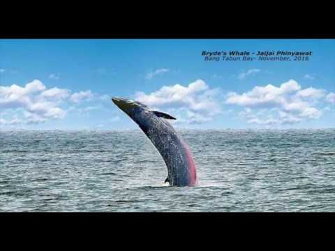 HD Video: วาฬบรูด้า กระโดดในอ่าวไทย - Bryde's Whale Jumping - Gulf of Thailand