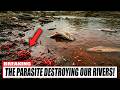 IT'S HAPPENING: Immortal Mud Worms Are Assassinating Trout