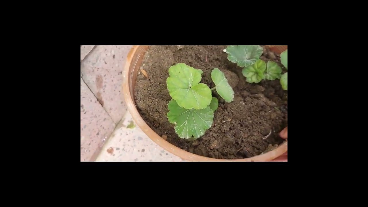 Həyətimi yığışdırdım