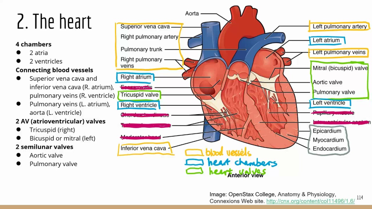 Comprehensive ATI TEAS Science Review Lecture cardiovascular System 1 Comprehensive ATI TEAS Science Review Lecture cardiovascular System 1