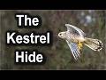 Photographing Kestrels at Somerset Wildlife Hides