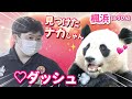 【パンダアイドル楓浜】ナカ飼育員を発見したふうひんの行動がスゴかった🐼閉園間際に登場‼️