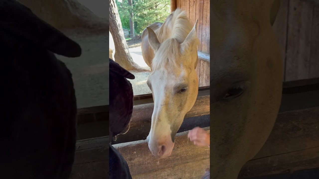 Rustic Family Retreat in a Treehouse! 