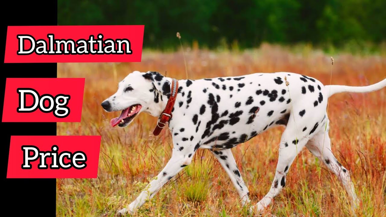 Dalmatian dog Price in India 2021 Dalmatian Dog puppy Dalmatian dog