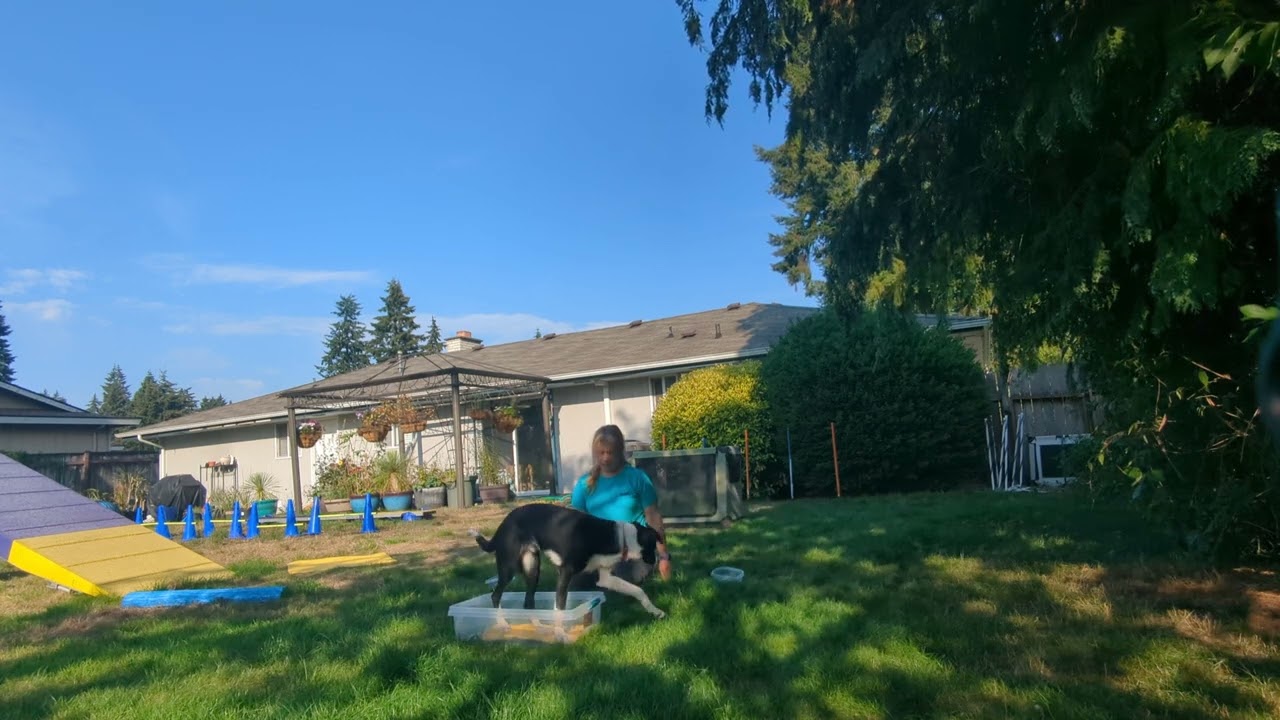 Arrow's Agility Foundation -- Running Contact Mat work, First day