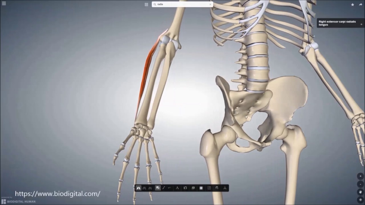 m extensor carpi radialis longus youtube