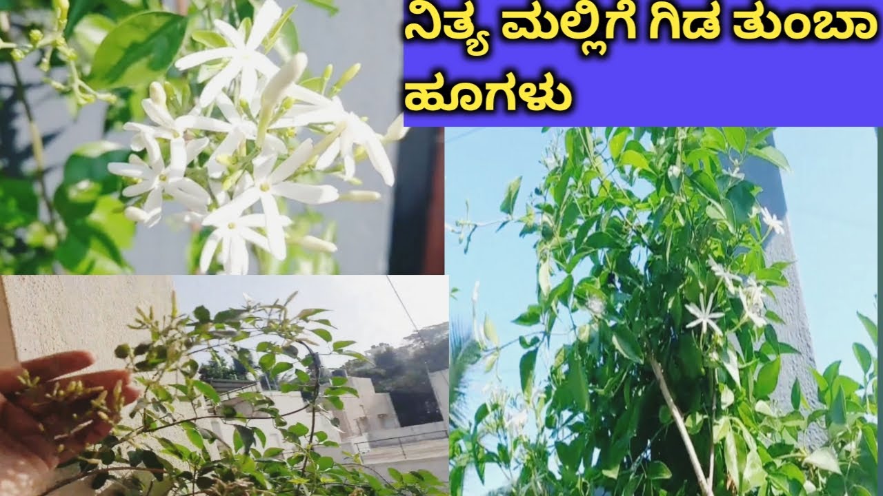 ನಿತ್ಯ ಮಲ್ಲಿಗೆ ಗಿಡ ತುಂಬಾ ಹೂಗಳ ಬಿಡಬೇಕಾ!.. how to care nithya malige plant