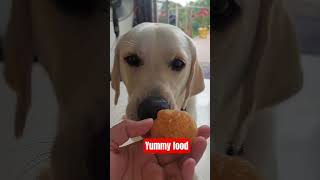 Lovely Muffin Eating Putchka labradorpuppy doggielife dogbreed labradorretriever