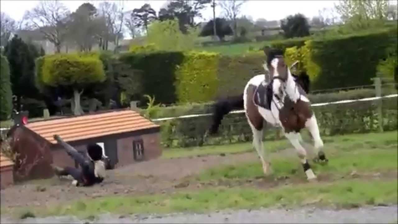 Horse Falls And Fails YouTube
