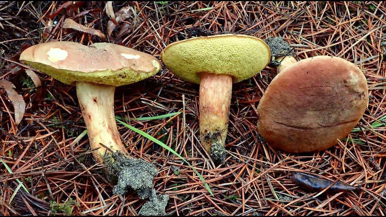 Xerocomus ferrugineus
