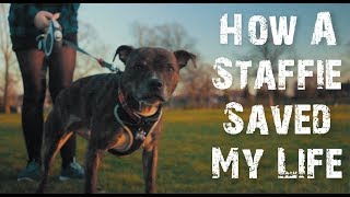 Adopting A Staffie Saved My Life Vlog S3