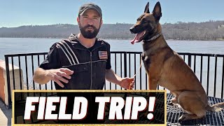 Taking My MALINOIS OUT IN PUBLIC!