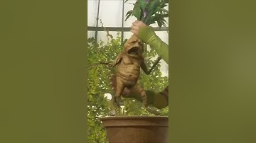 Miawaug Tertawa Melihat Tanaman Hidup #miawaug #memes