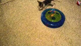 Dizzy Kitty by Teri Thorsteinson 130 views 10 years ago 1 minute, 18 seconds