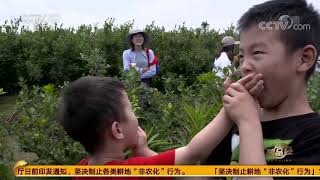 《致富经》 20200923 用心种蓝莓 赚钱有新招| CCTV农业