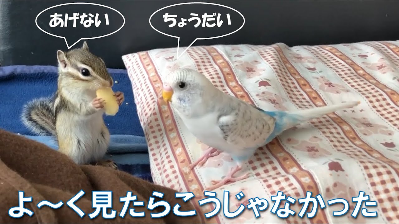 よ～く見たら違った【シマリスとインコのやりとり】 - YouTube