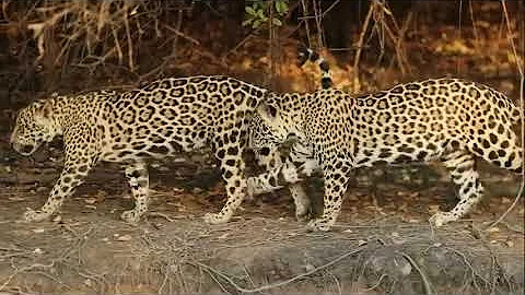 Jaguar  The True King of the Jungle