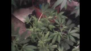 REDLINE GENETICS CommunityGrow BUBBLEGUM/CHEESEBERRY/BLURP/OUROBORO