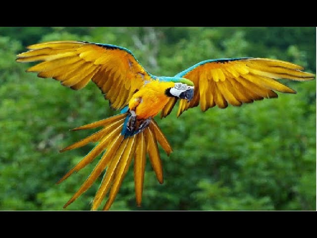 Compilação de Papagaios Engraçados e Pássaros Bonitos 2020 Loros Adorables  Recopilación # 4