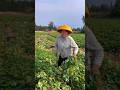 This year's sweet potatoes are quite large | Amazing sweet potato 🍠🍠 harvesting #shorts #ytshorts