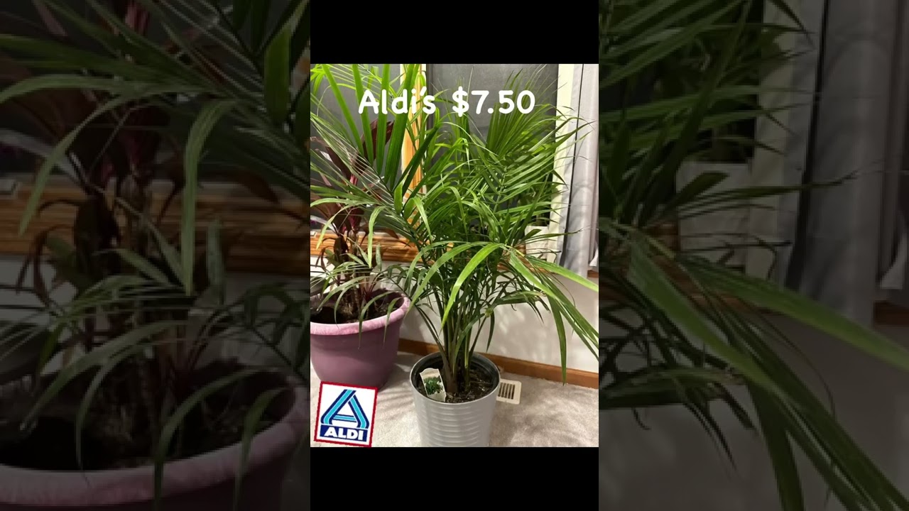Aldi’s indoor plants 7.50 YouTube