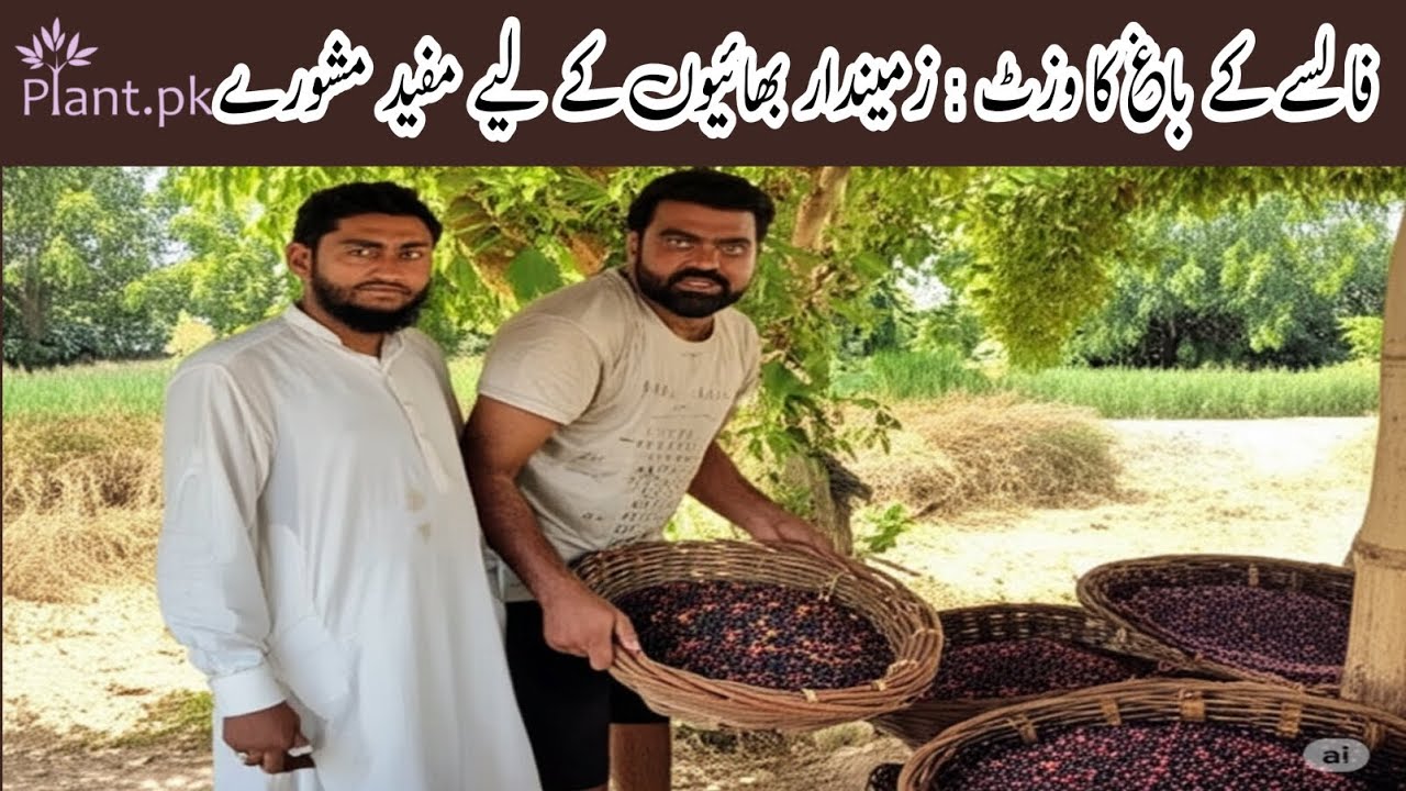 Falsa Farm visit by Team Plant.pk | A delicious Fruit for eating and a profitable Crop for farmers
