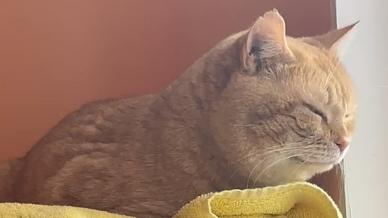A moving family left their cat behind. His reaction might surprise you.