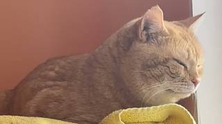 Download Lagu A moving family left their cat behind. His reaction might surprise you. MP3