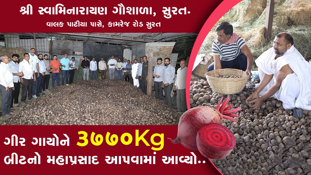 ગીર ગાયોને બીટ નો પ્રસાદ આપવામાં આવ્યો