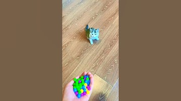 🐱🔴Reverse Video🐌 Slow motion #reverse#moviefx #shorts