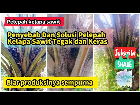 Video: Alasan Daun Sawit Berombak Dan Berombak