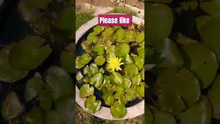 कमल #nature #beautiful #flowers #outdoor garden..