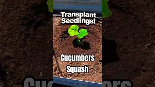 How To Transplant Cucumbers And Squash And Give Them An Early Boost