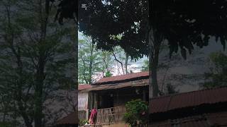 Kati Thulo Hawahuri Aayo Hijo Sajha Morgan Urlabari Ma #morang #urlabari #youtube #youtubeshorts