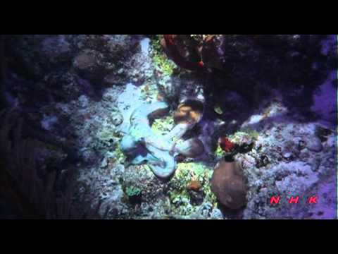 Belize Barrier Reef Reserve System (UNESCO/NHK)