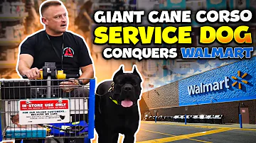 Giant Cane Corso SERVICE DOG Conquers Walmart!