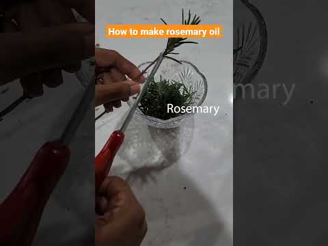 How to make rosemary oil: The quick and easy way! #shorts #rosemary #rosemaryoil