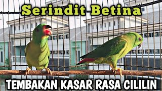 burung serindit betina gacor memanggil jantan || TEMBAKAN KASAR SERINDIT BETINA RASA CILILIN