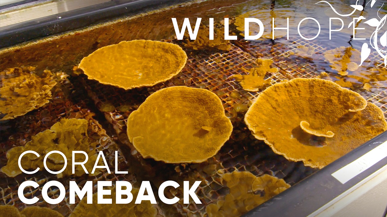 Coral Reefs That Can Finally Beat the Heat | WILD HOPE - YouTube