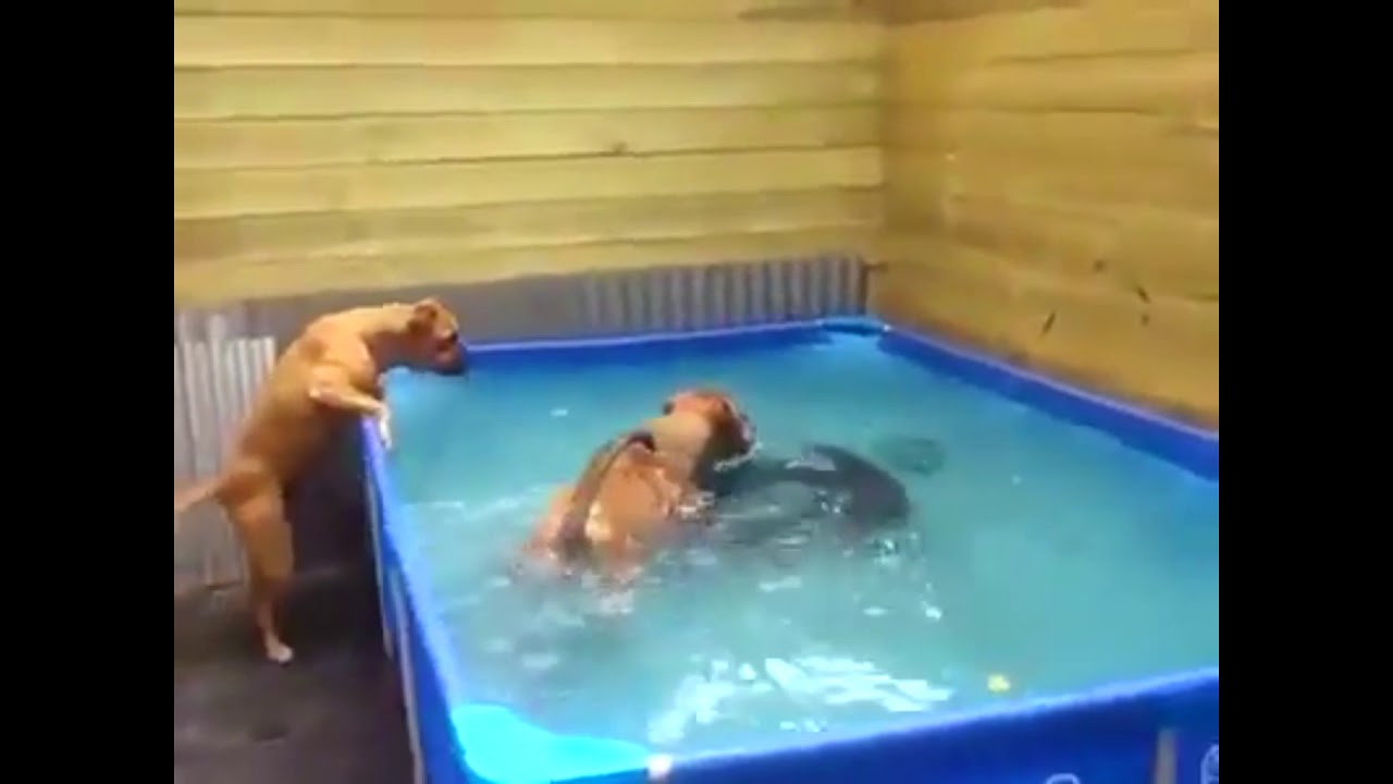 Teamwork - Funny dogs