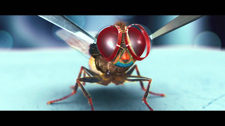 映画『マッキー』予告編