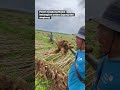 MODAL SAMA HASILNYA BEDA SAMA JAGUNG
