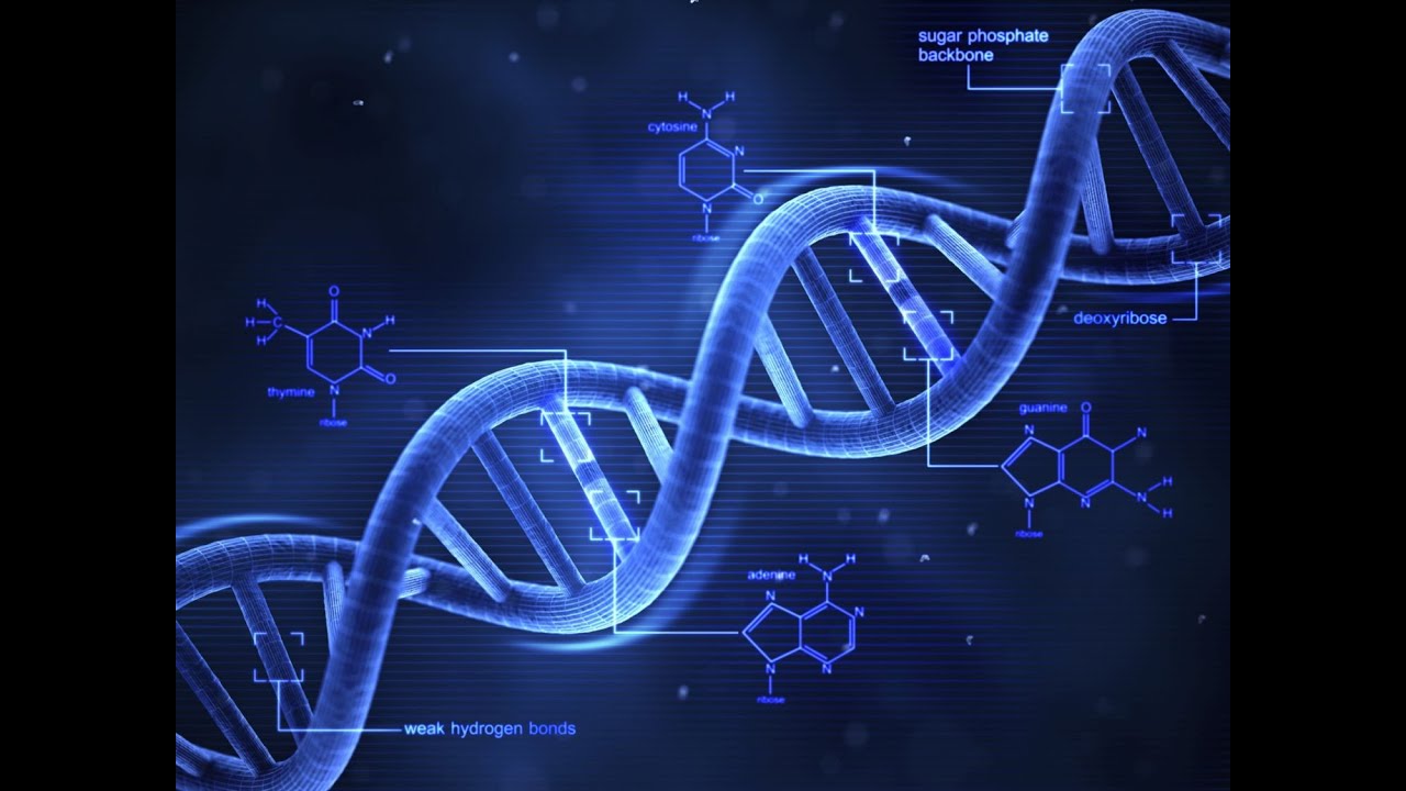How DNA is used as a Blueprint for Living Organisms | Thank you, Stated Clearly