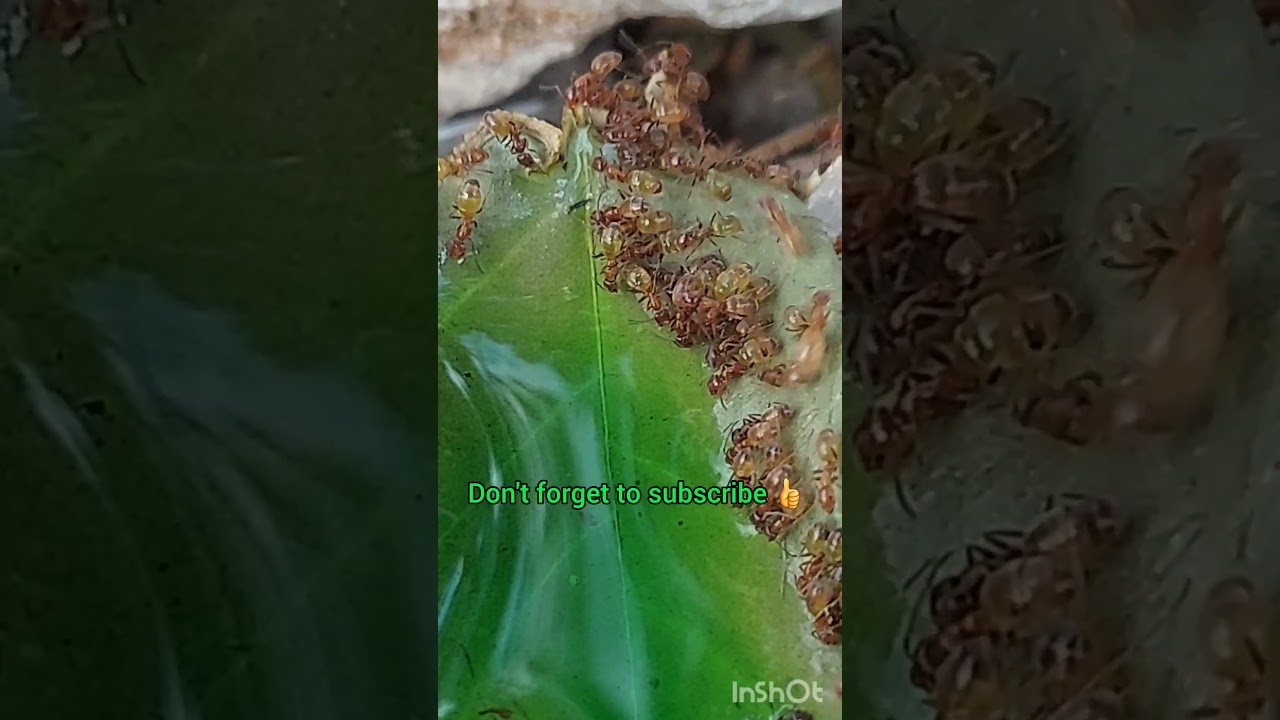 Argentine ants drinking green sugar water 🐜🐜🍸😮😍😋🎶 