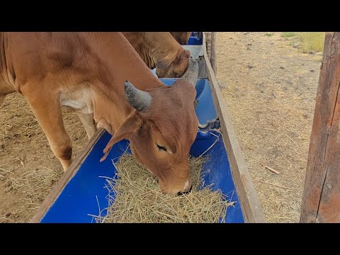 Creative Feedlot farm 