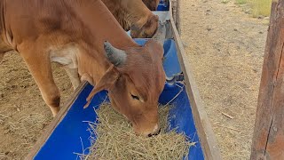 Creative Feedlot farm