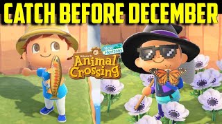 Catch Before December | ACNH November Fish | ACNH Bugs | ACNH Sea Creatures | November Fish ACNH