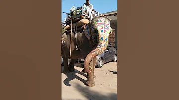 #saathi mere sun jara lenge #elephant#haathi raja#virels#shorts#dosti#yarana