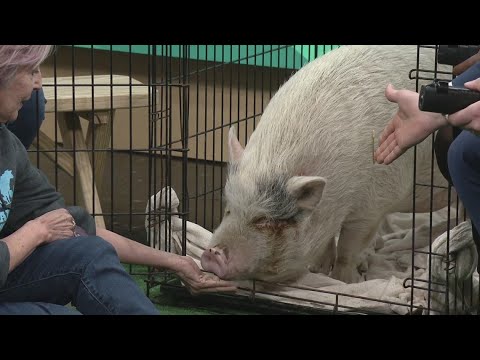 Holly the pig visits from Happy Trails Farm Animal Sanctuary: Ready Pet GO!